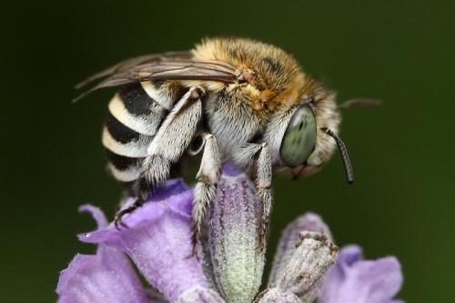 Amegilla albigena